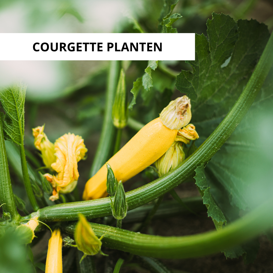 Wanneer Courgettes Planten?
