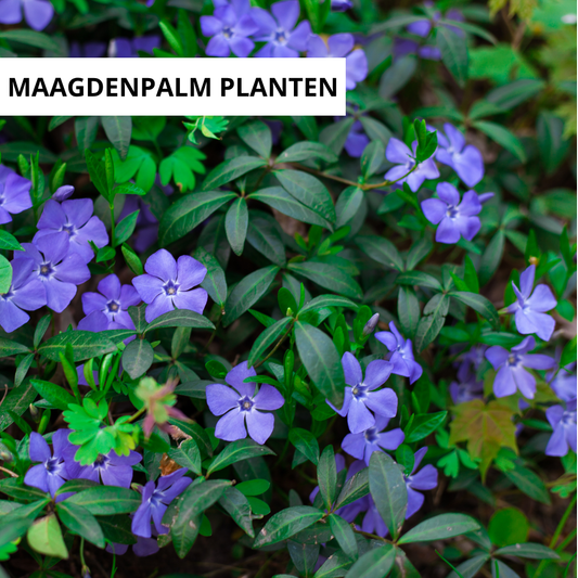 Wanneer Maagdenpalm Planten?