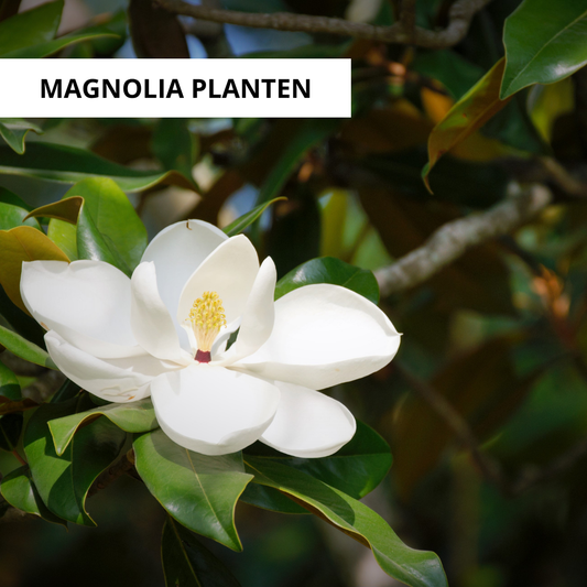 Wanneer Magnolia Planten?