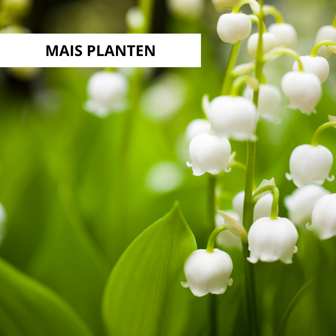 Meiklokjes planten, vermeerderen en verzorgen: wanneer planten + bloeitips