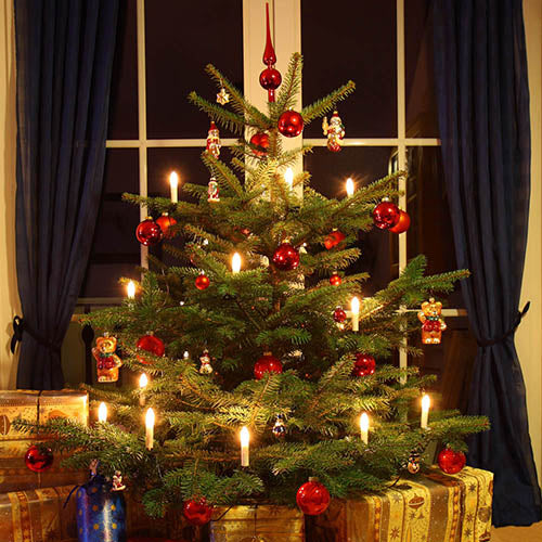 Jouw Perfecte Nordmann Kerstboom - Vind Hem Hier in Leuven