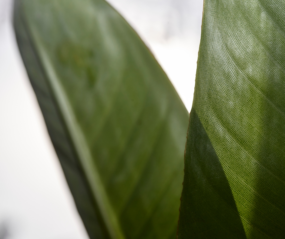 Mag een Strelitzia (paradijsvogelplant) bij de verwarming staan?