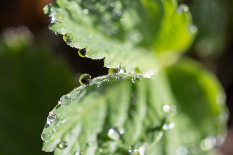 Een plant met waterdruppels op de bladeren.