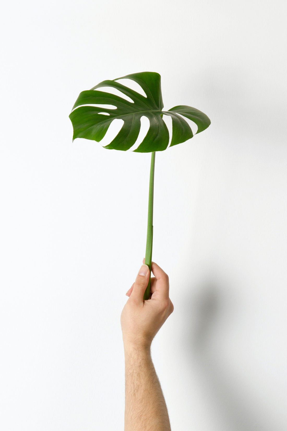 Une bouture de Monstera | De Plantrekkers | Magasin de plantes en ligne