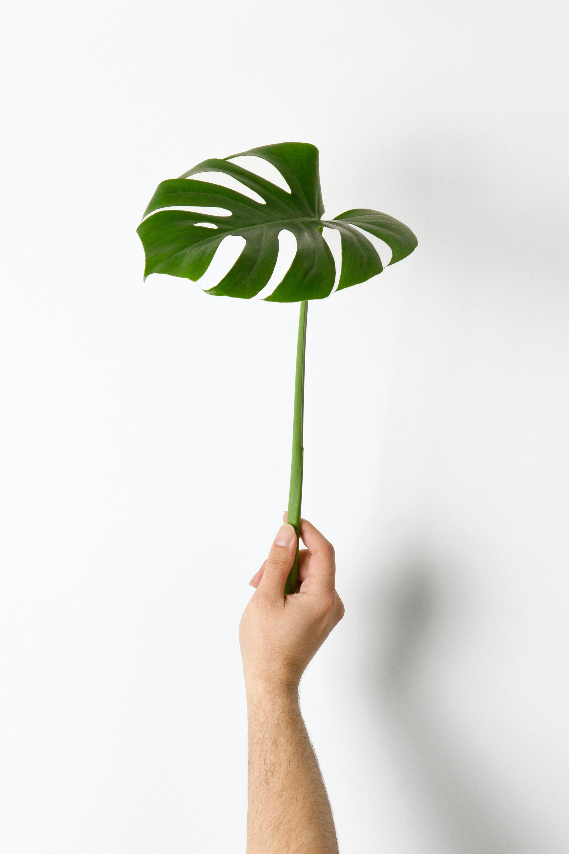 Une bouture de Monstera | De Plantrekkers | Magasin de plantes en ligne