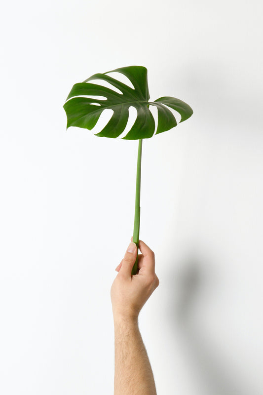 Een Monstera Stekken