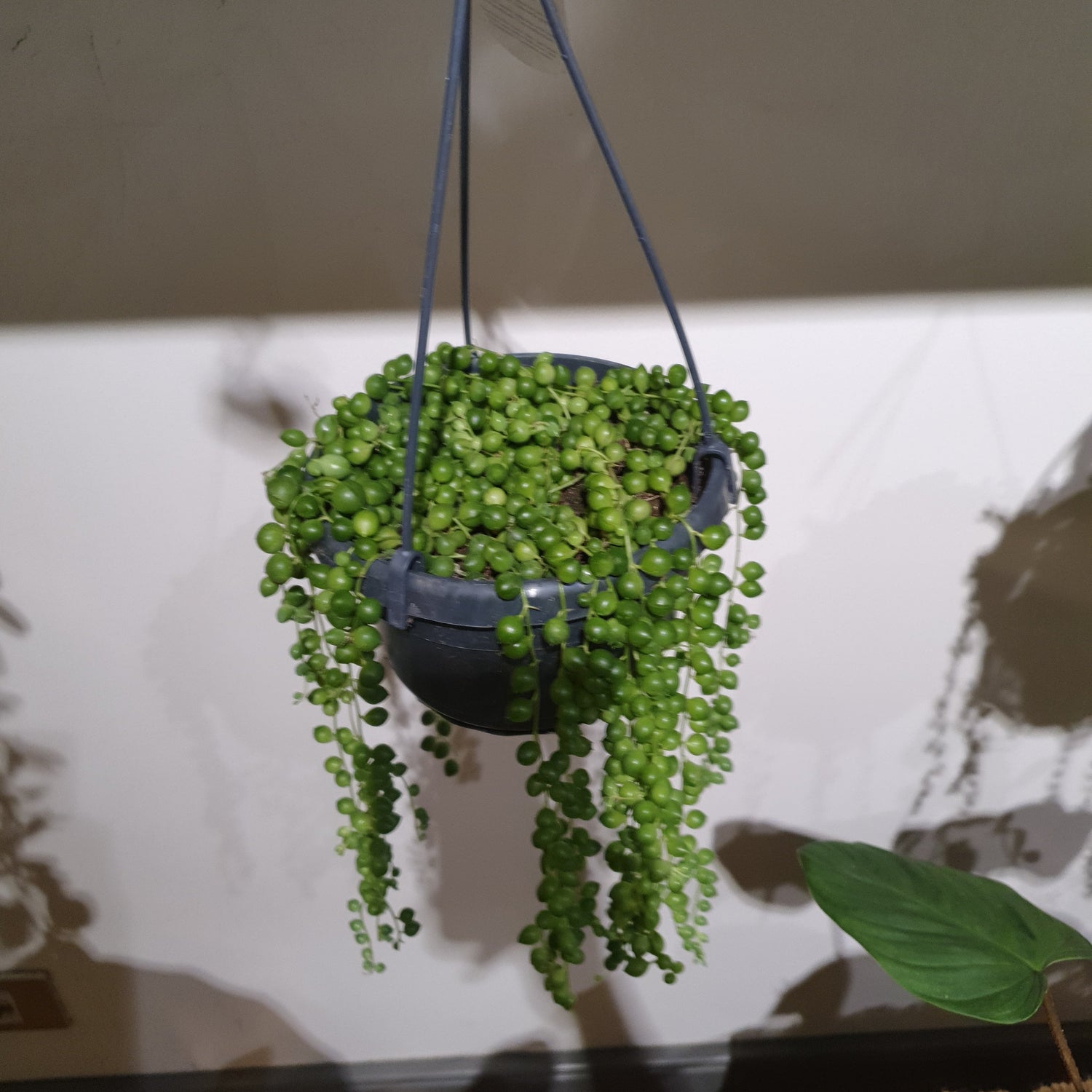 Hangplanten kopen