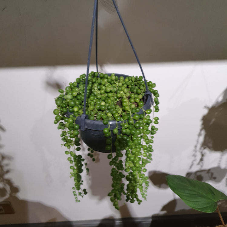 Hangplanten kopen