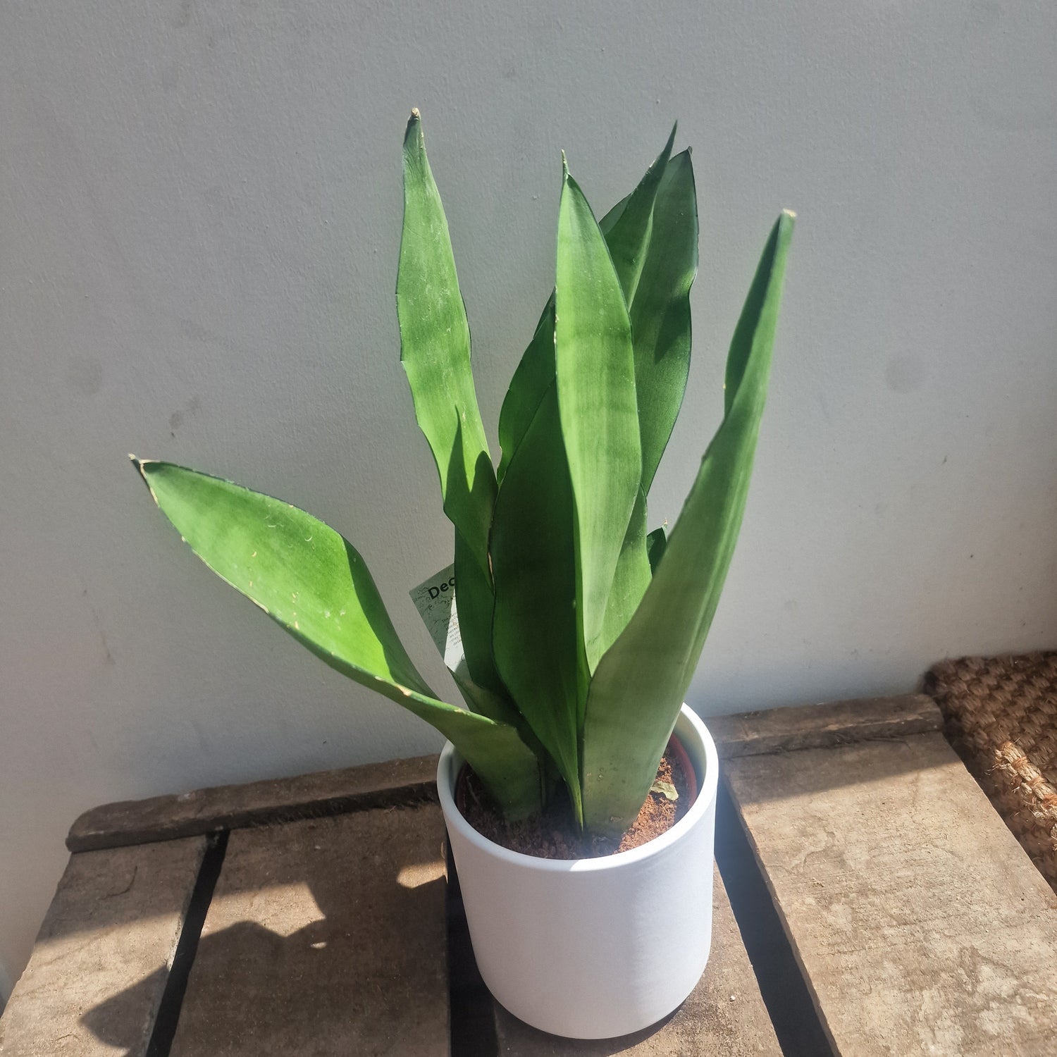Gemakkelijke kamerplanten voor beginners