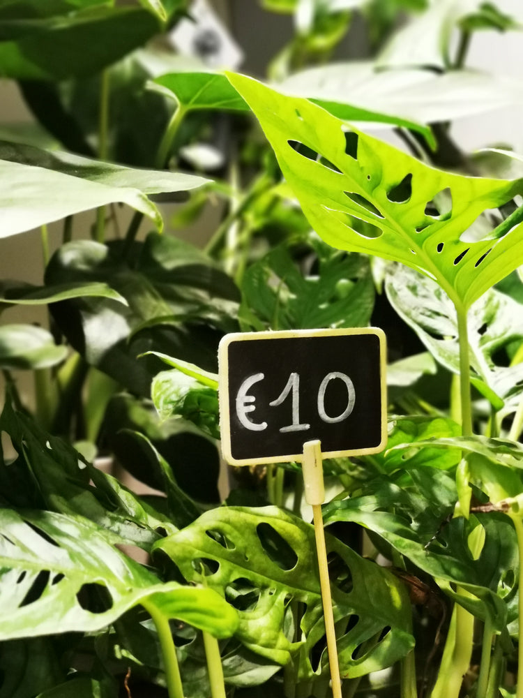 Planten onder €10