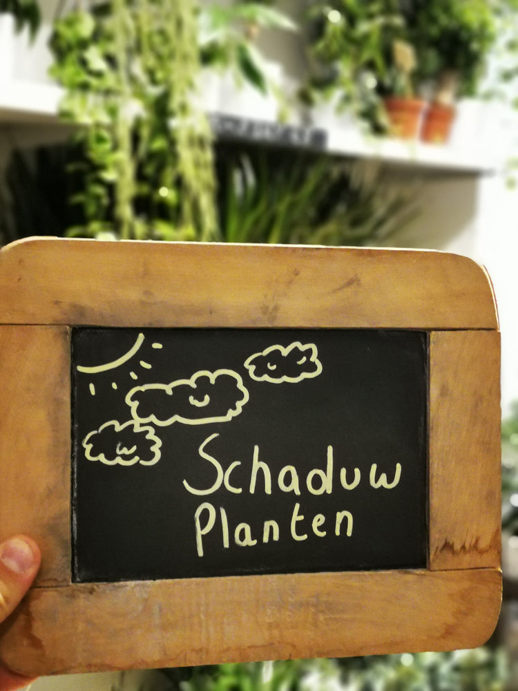 Planten voor in de schaduw