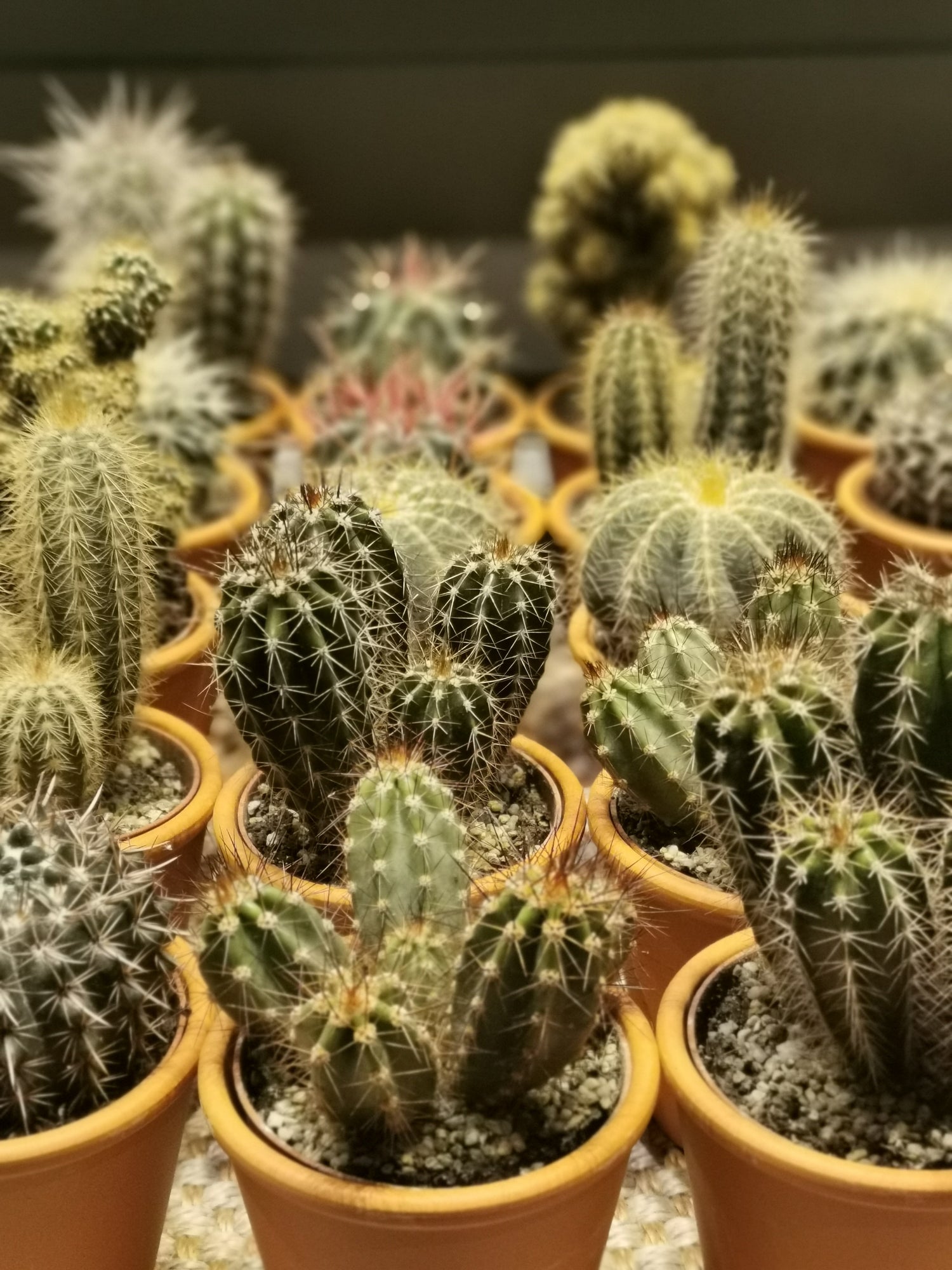 Planten voor in de zon