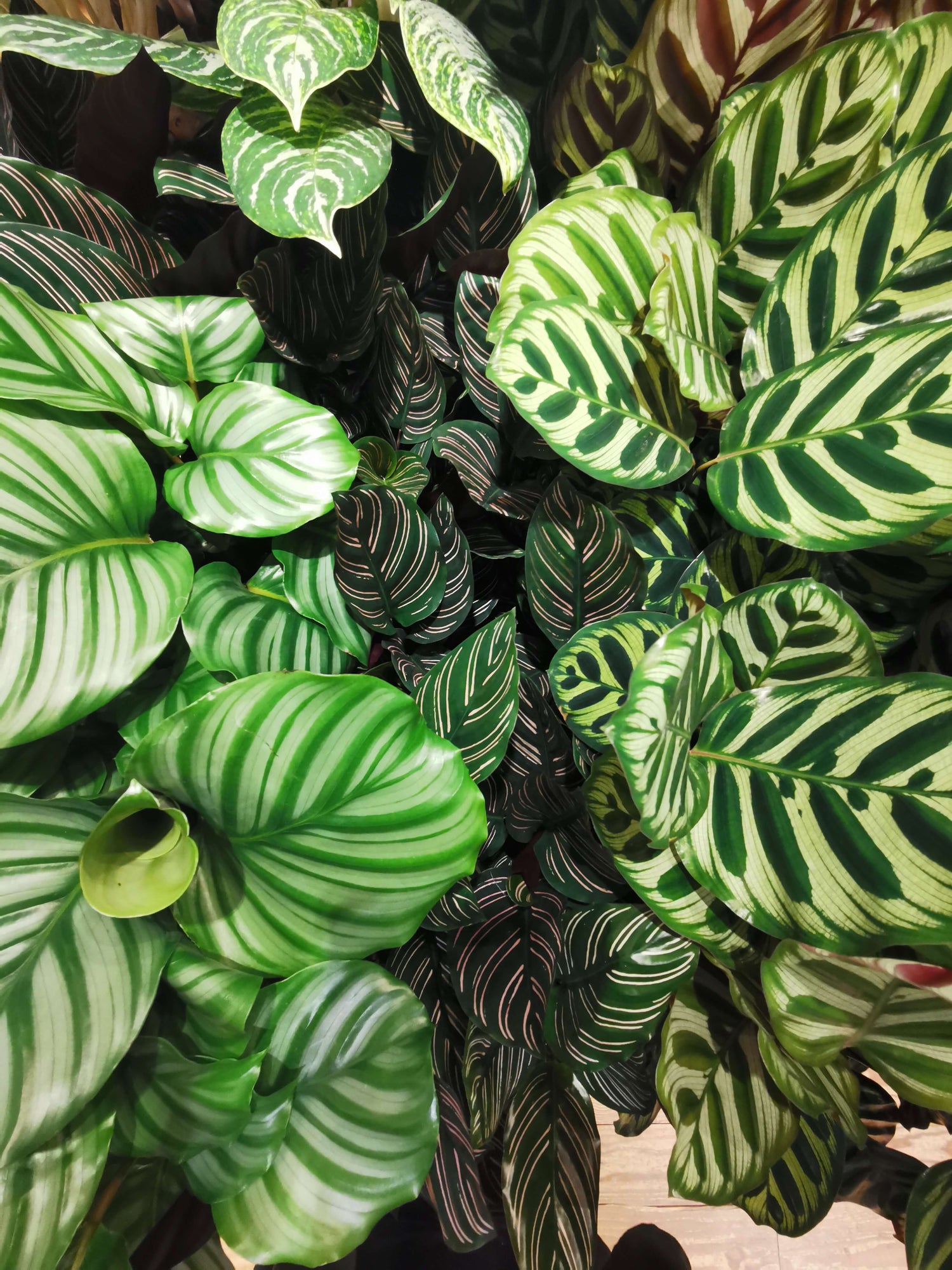 Planten voor binnenshuis