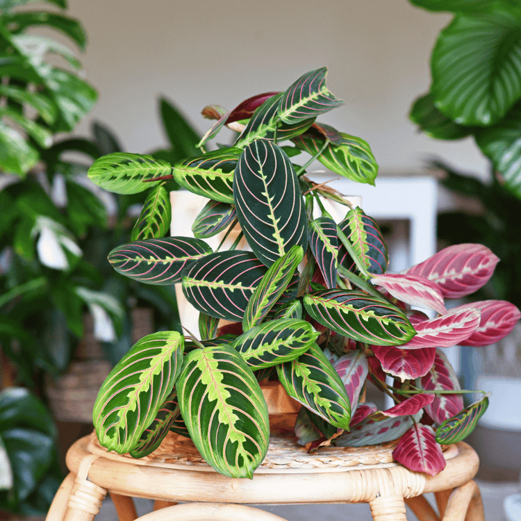 Maranta's kopen