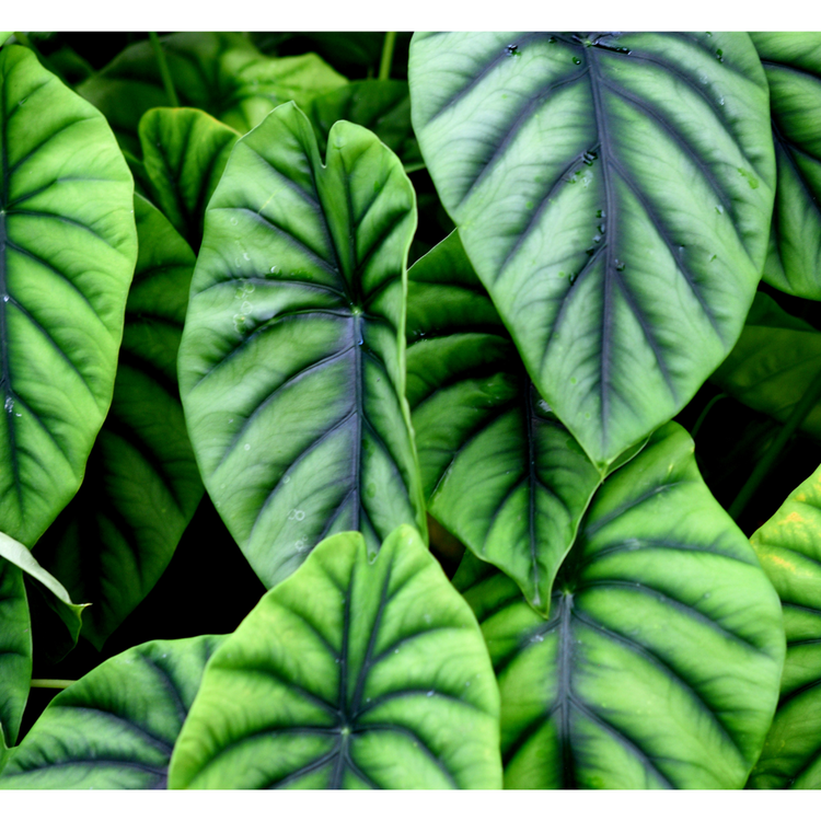 alocasia kopen in leuven bij de plantrekkers