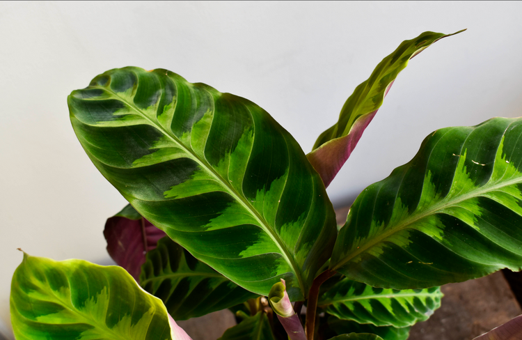 Verschillende soorten Calathea