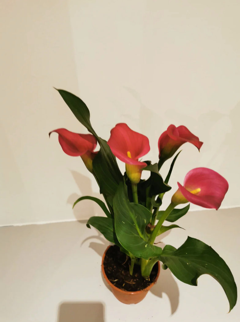 Zantedescia met roze bloemen