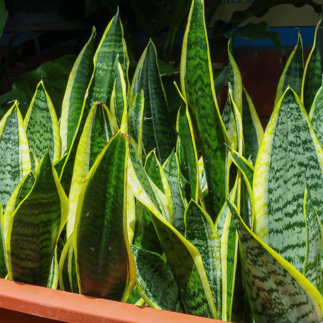 Sansevieria's kopen
