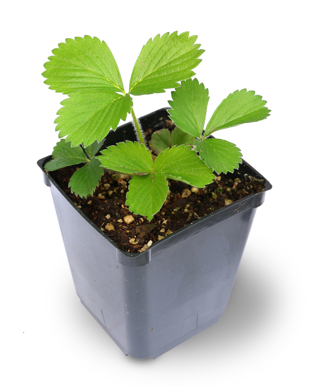 Aardbeiplant De Plantrekkers