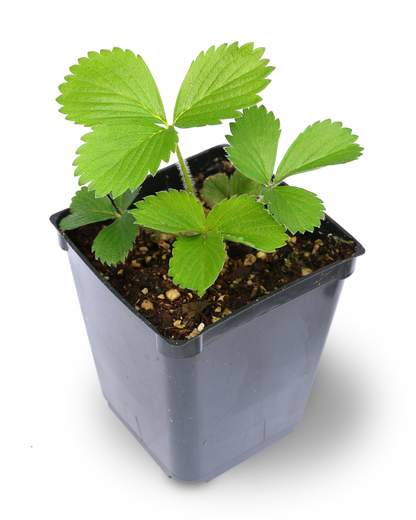 Aardbeiplant De Plantrekkers