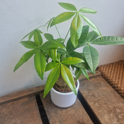 money catcher plant Buy Pachira Aquatica (Money Tree) | Houseplant
