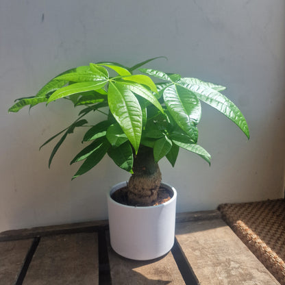 overwatered money plant Buy Pachira Aquatica (Money Tree) | Houseplant