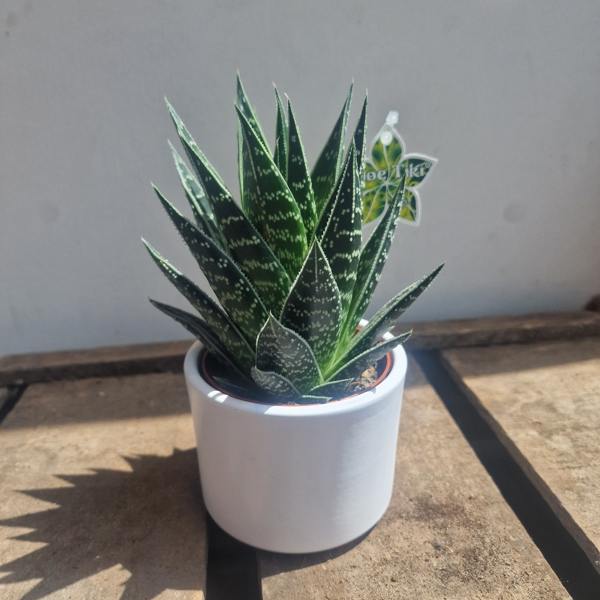 aloe vera plant thailand Aloe Tiki Tahi | Buy a unique succulent plant