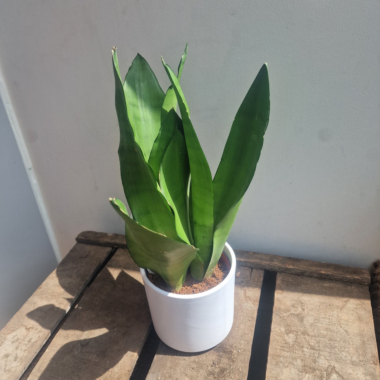 Sansevieria moonshine plant de plantrekkers leuven