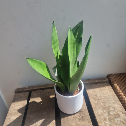 Sansevieria moonshine plant de plantrekkers leuven