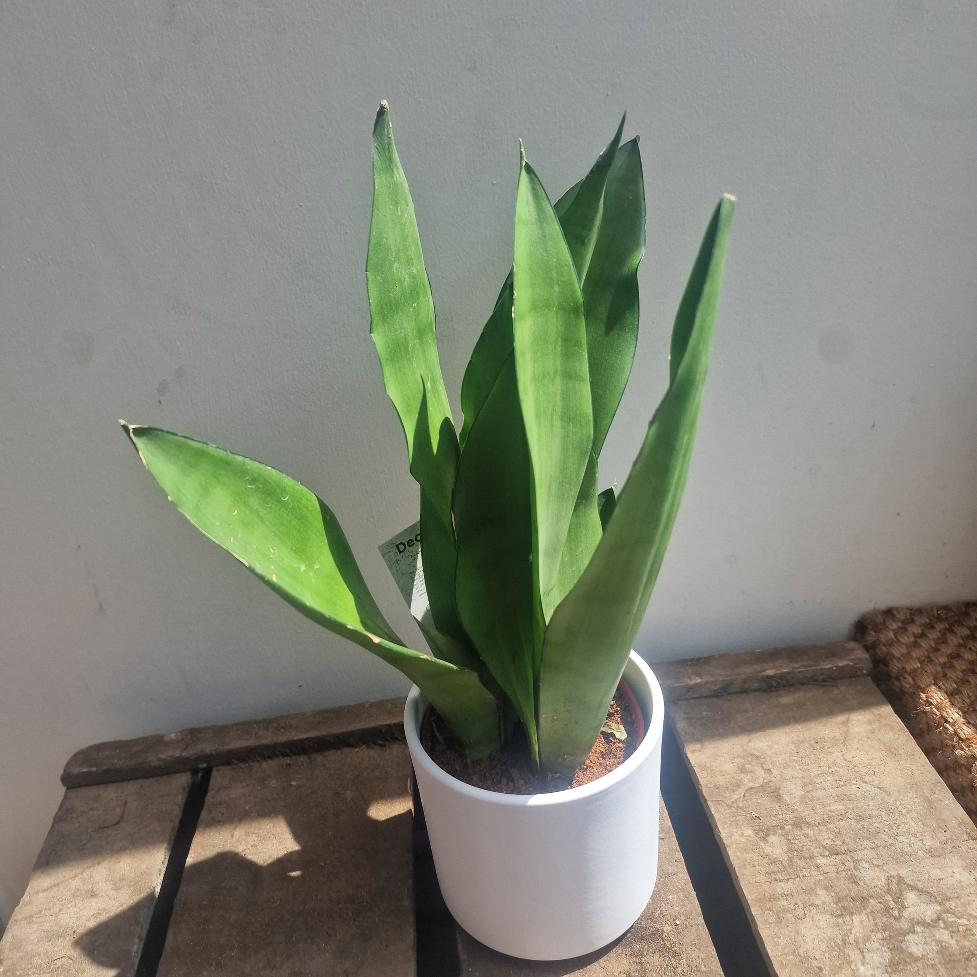 Sansevieria moonshine plant de plantrekkers leuven