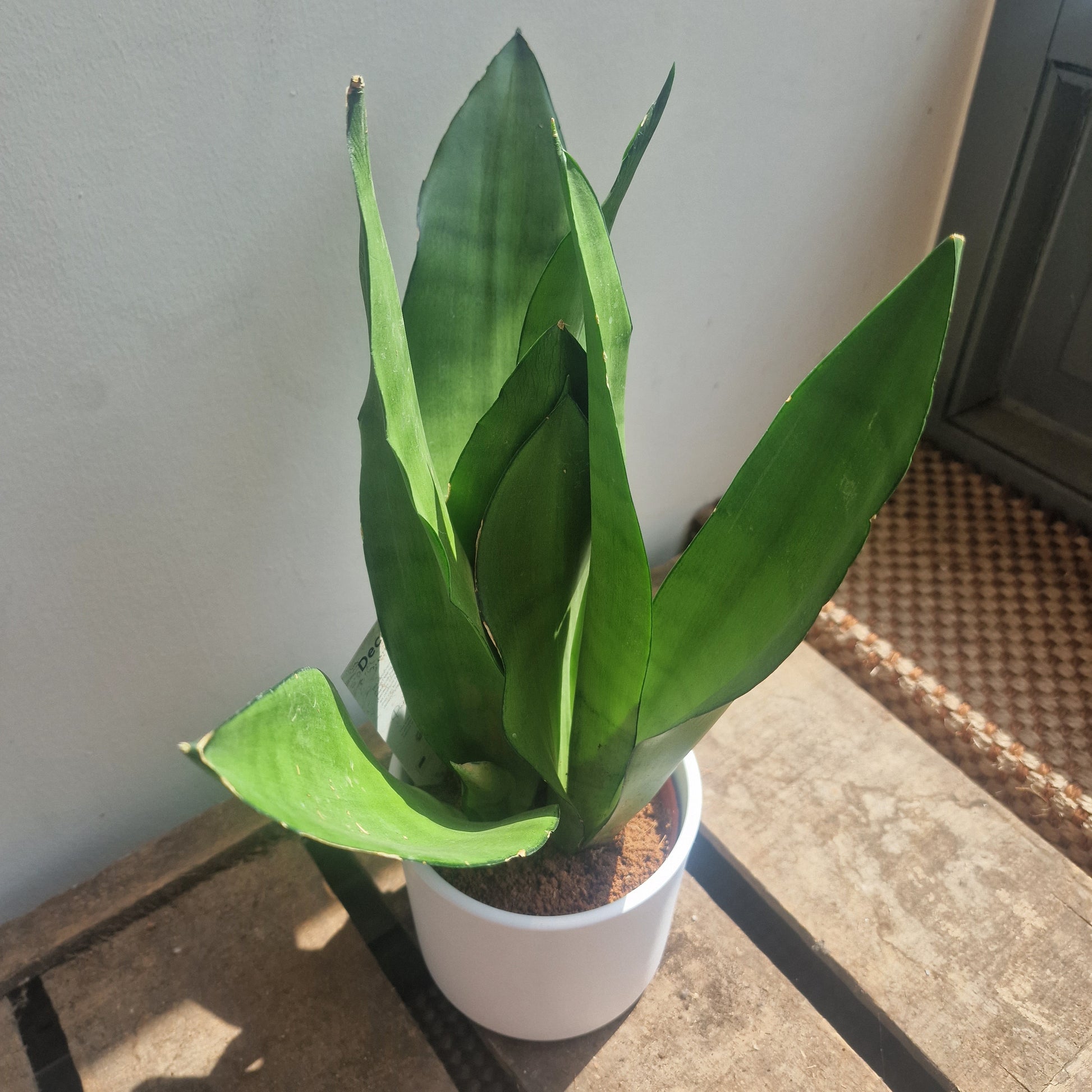 Sansevieria moonshine plant de plantrekkers leuven Top vieuw