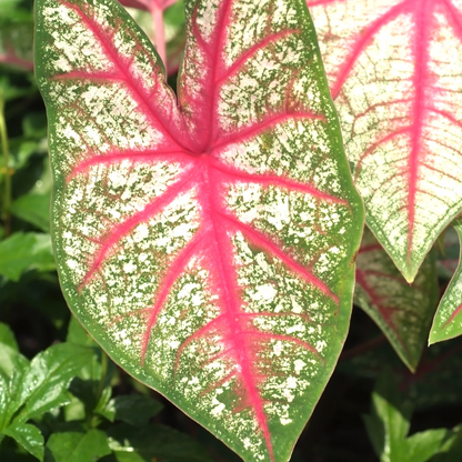 Caladium