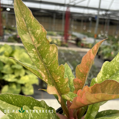 Philodendron 'Ring of Fire'