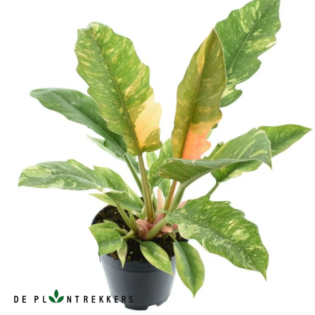 philodendron bruine bladeren Philodendron 'Ring of Fire' | Eyecatcher