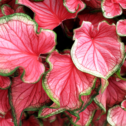 Caladium