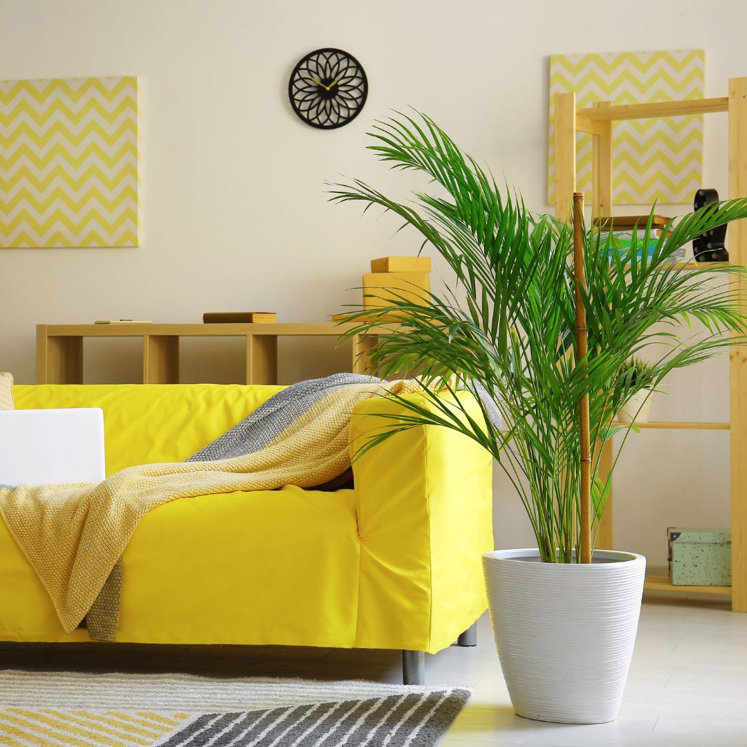 areca palm kopen Goudpalm (Areca palm) | Kamerpalm kopen