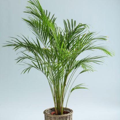 areca palm poisonous to humans Areca palm (Gold palm) | Buy indoor palm