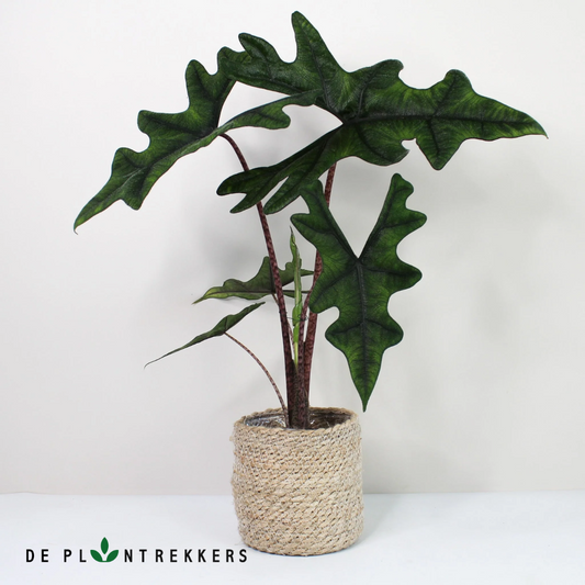 De prachtige alocasia Jacklyn plant in een mand
