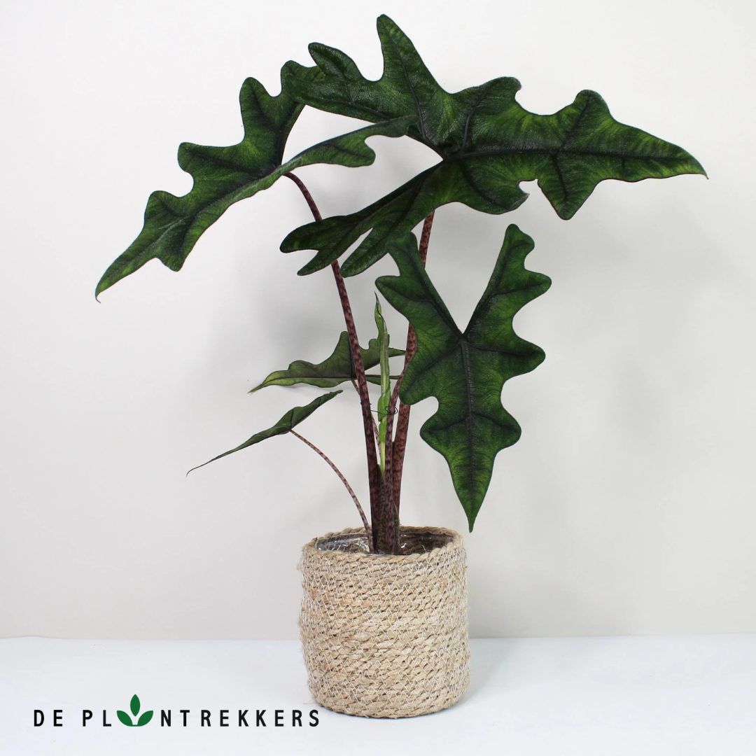 De prachtige alocasia Jacklyn plant in een mand