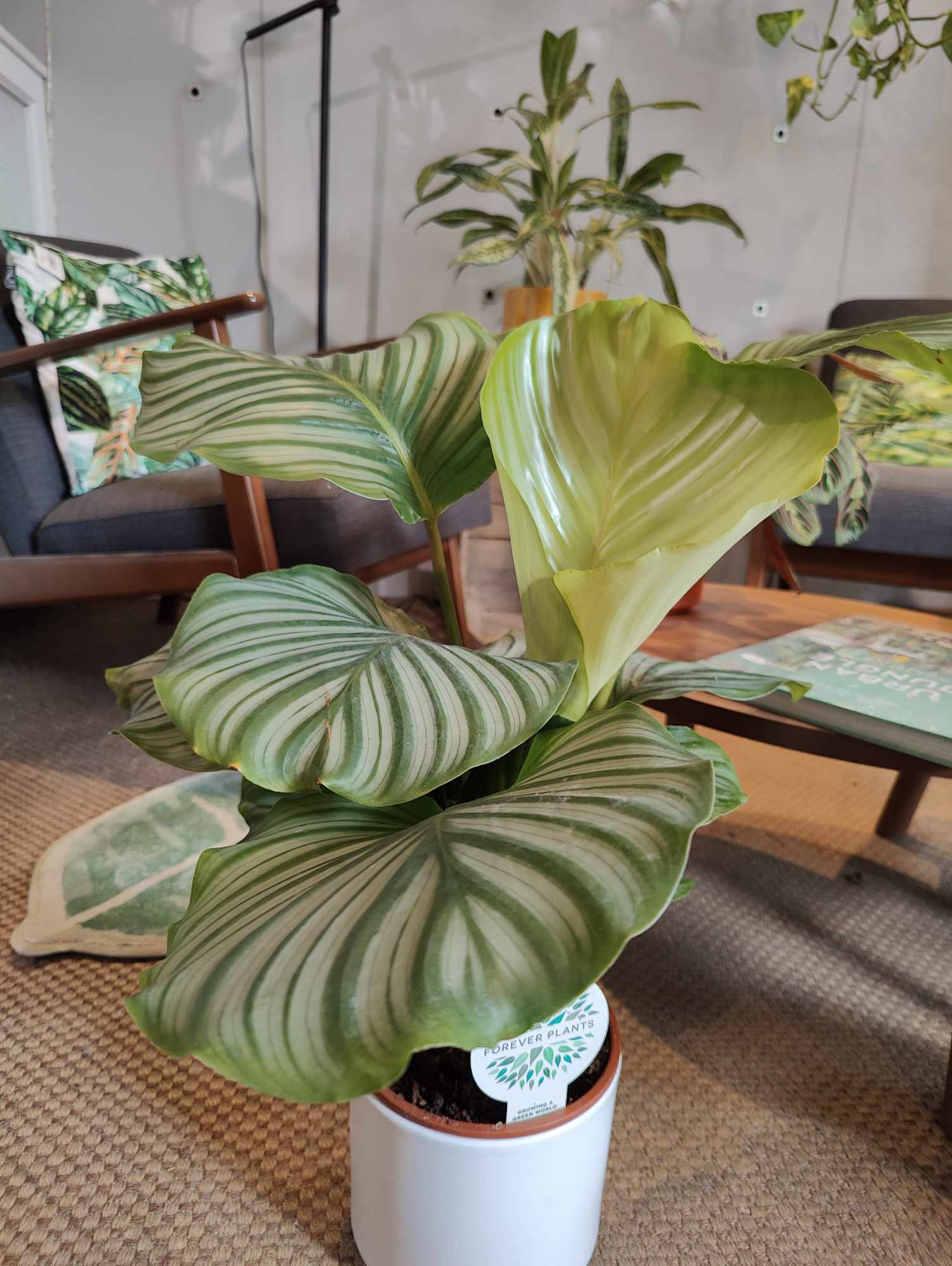 Buy Calathea Orbifolia | Houseplant