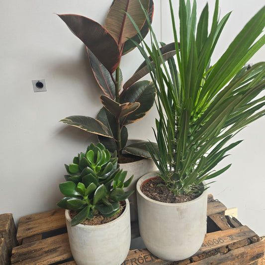 verschillende formaten van cementpotten met bijhorende planten