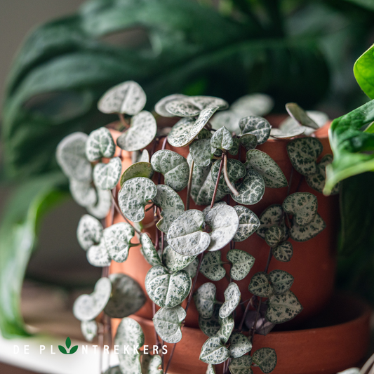 Chinees lantaarnplantje in een mooie terracotta pot
