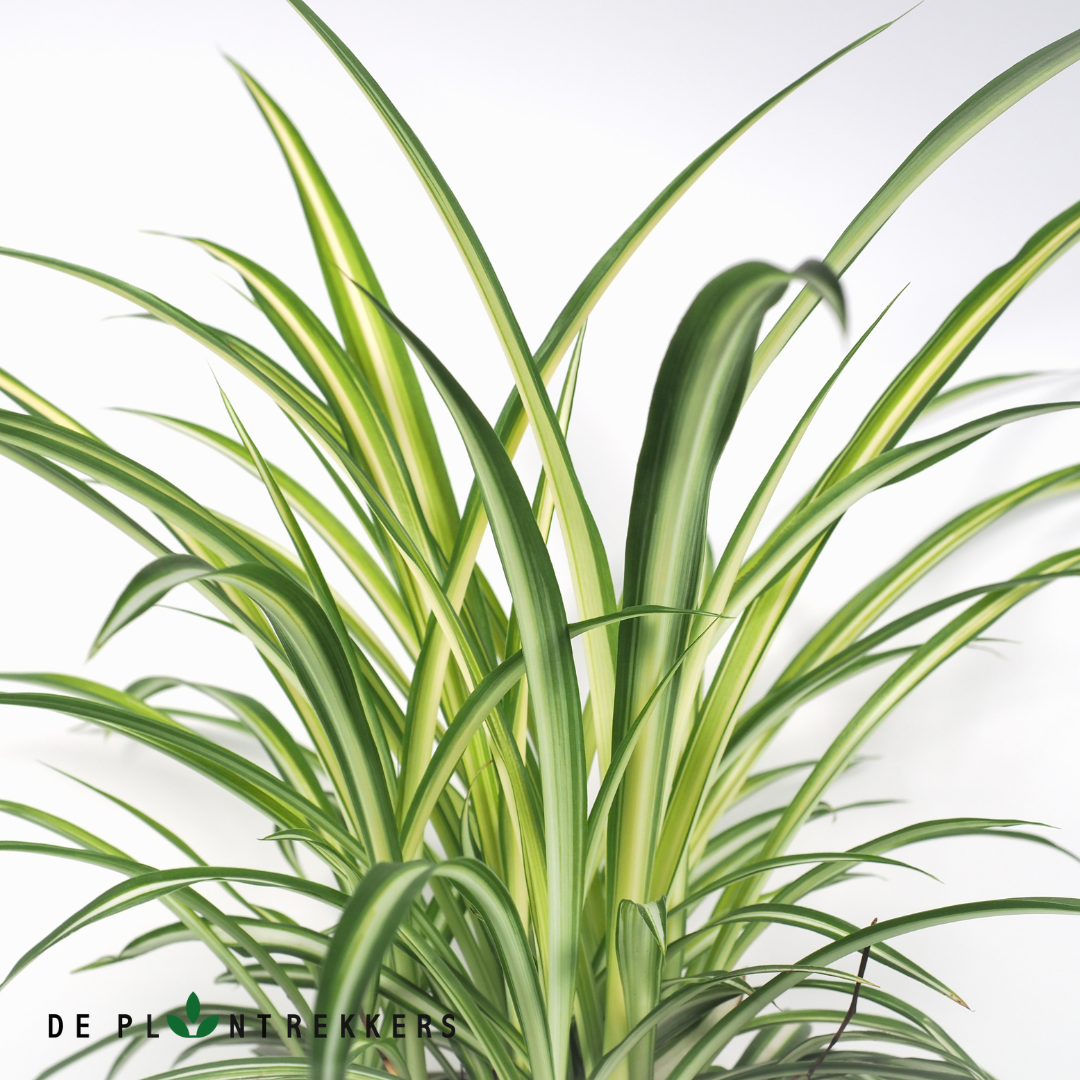 spider plant nederlands Spider Plant | Air Purifying Houseplant