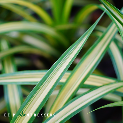 een foto van een close-up van het blad van een graslelie