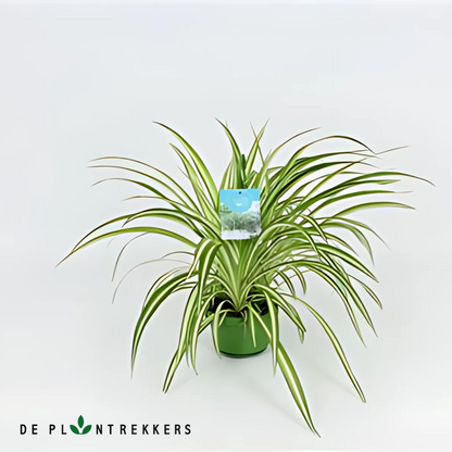 een productfoto van de graslelies die De Plantrekkers aanbieden op hun website.