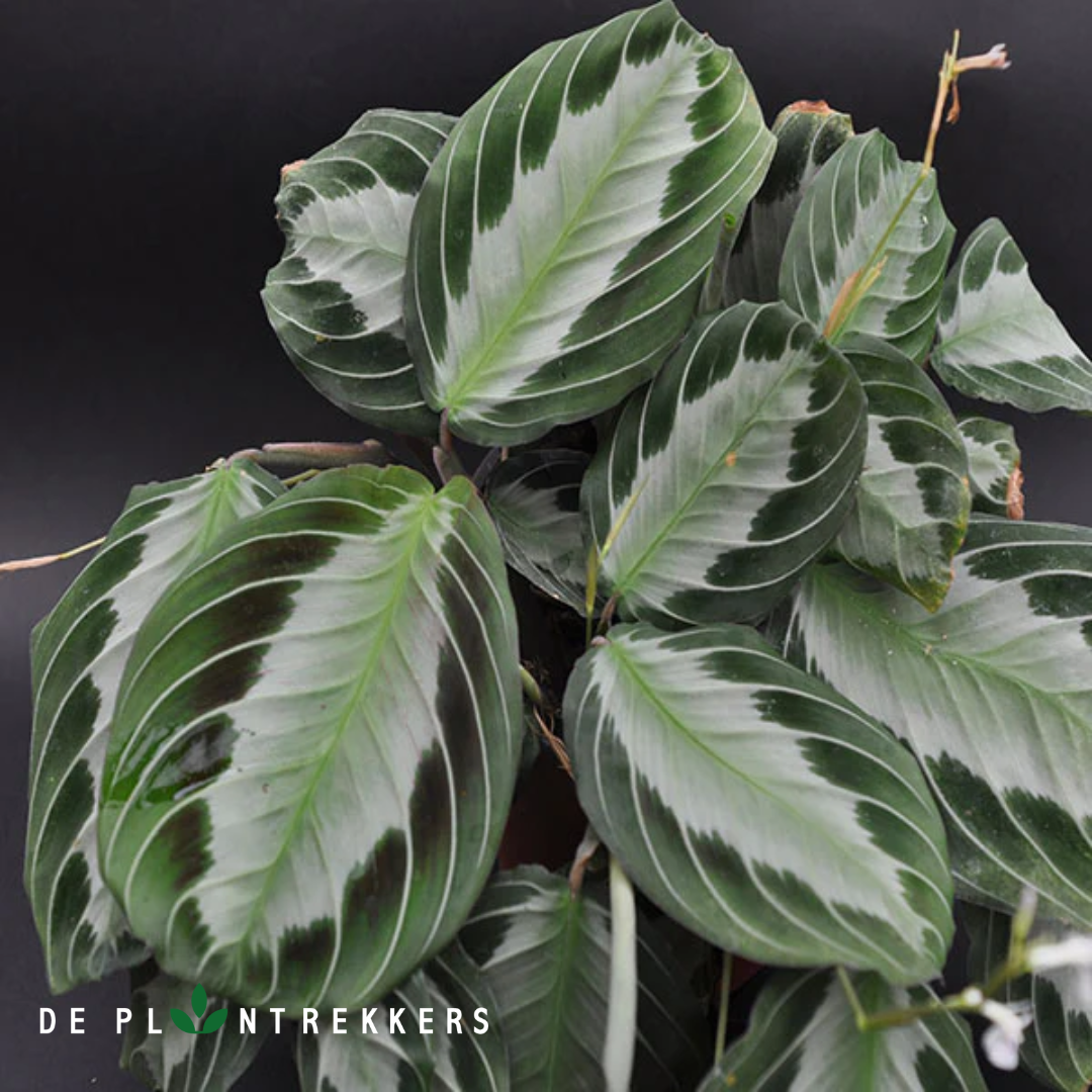 foto van een maranta silver band