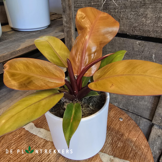 foto van een philodendron prince of orange in een witte pot
