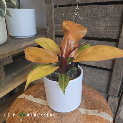 Foto van een philodendron prince of orange De Plantrekkers
