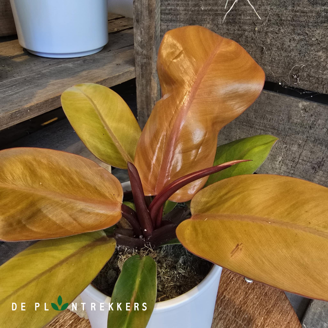 een foto van een philodendron prince of orange ingezoomd op zijn prachtige oranje-groene bladeren. De Plantrekkers
