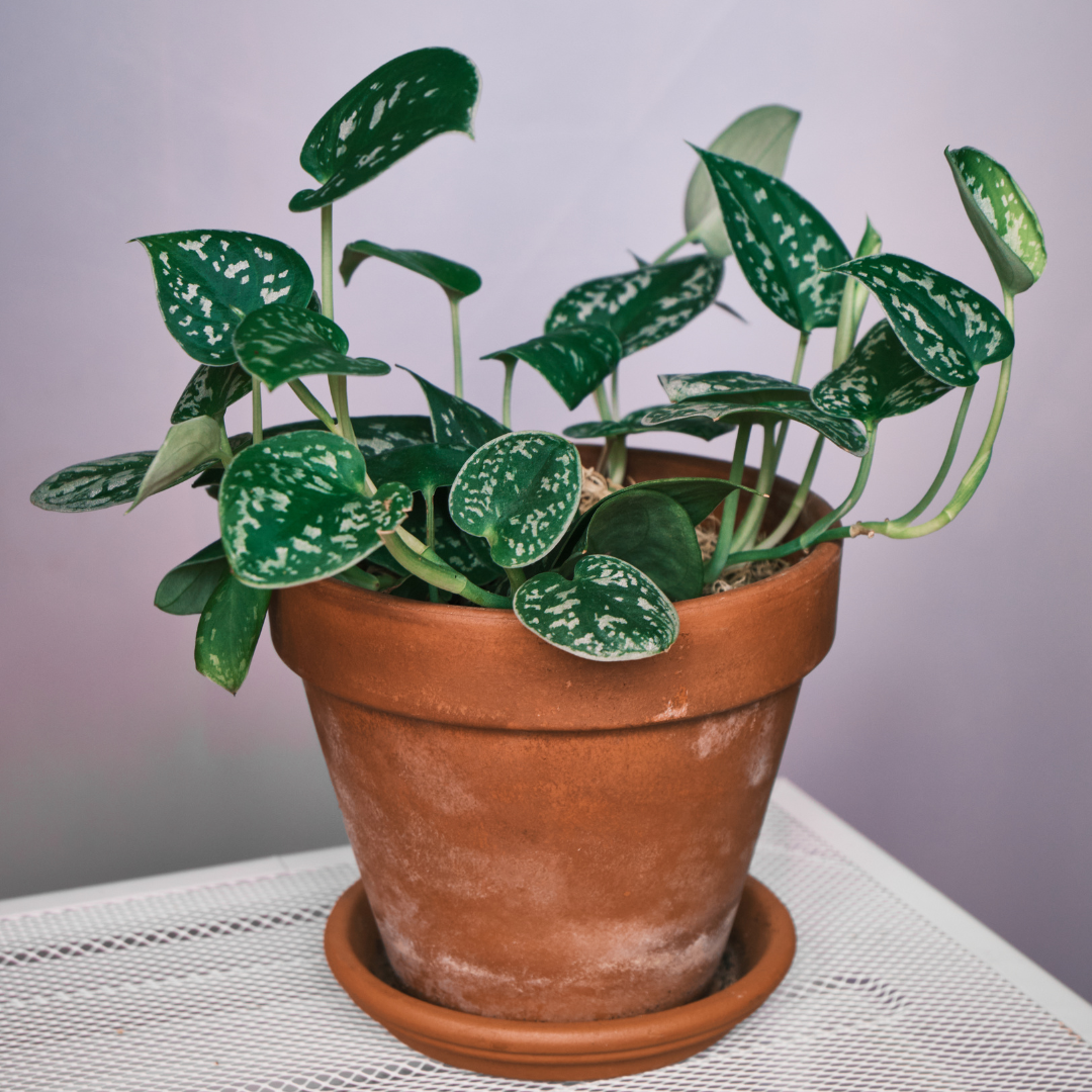 acheter des plantes en ligne Acheter Scindapsus Pictus | De Plantrekkers